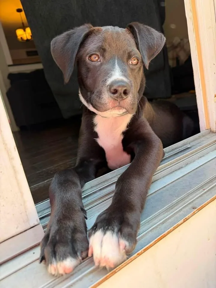 A baby large-sized male American Staffordshire Terrier dog named Wally for adoption in Berlin, NJ