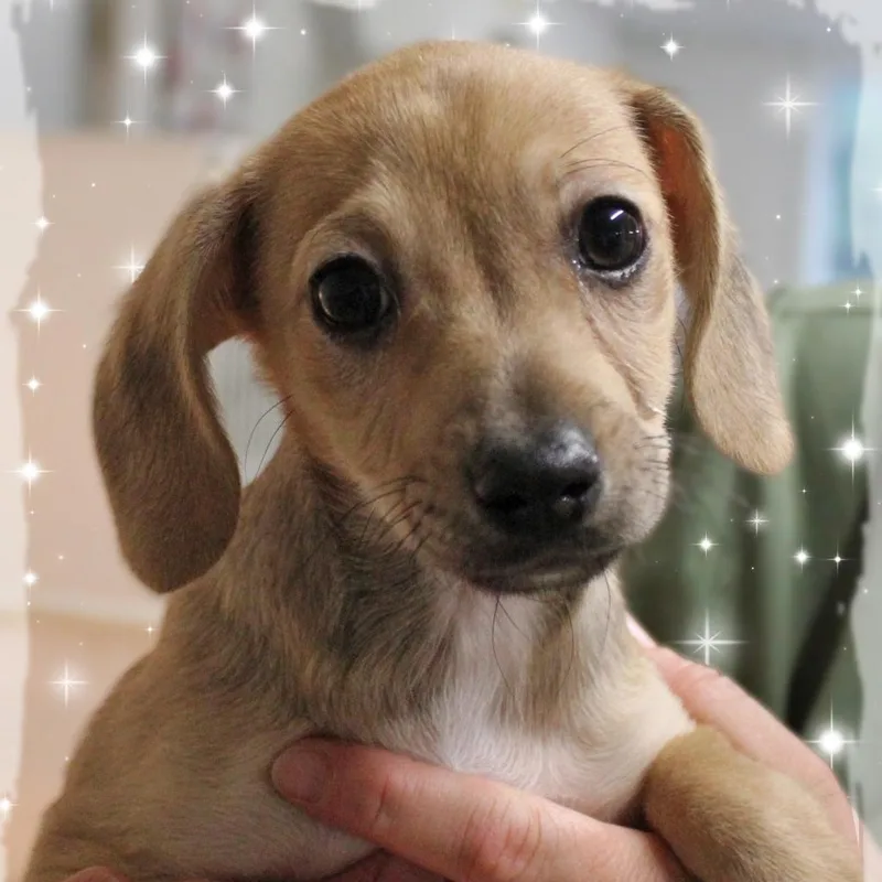 A baby small-sized female Chiweenie dog named Toni for adoption in Amelia, OH
