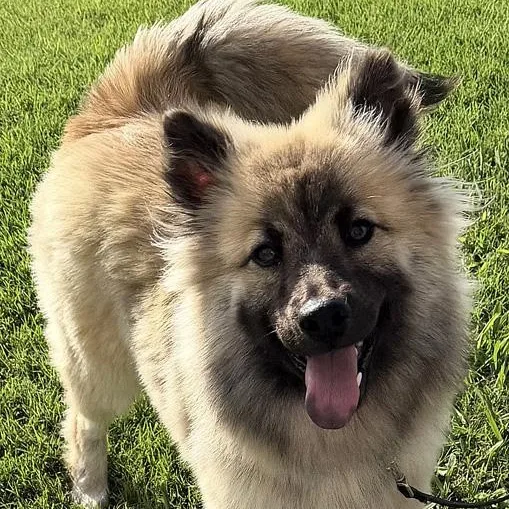 A young medium-sized female Black Keeshond dog named Lottie for adoption in Oklahoma City, OK