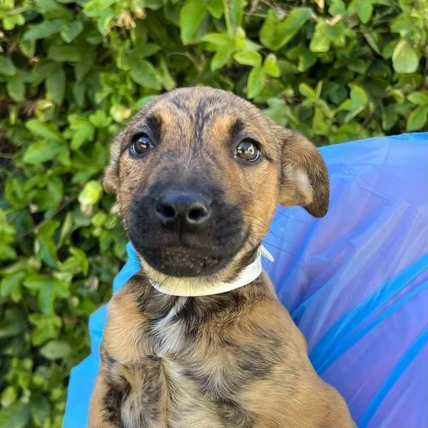A baby large-sized female Dutch Shepherd dog named Chomby for adoption in Walnut Creek, CA