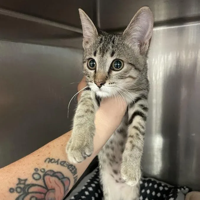 A baby small-sized female Gray / Blue / Silver Domestic Short Hair cat named Lara for adoption in Port Charlotte, FL
