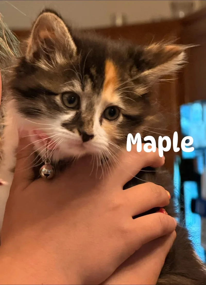 Maple