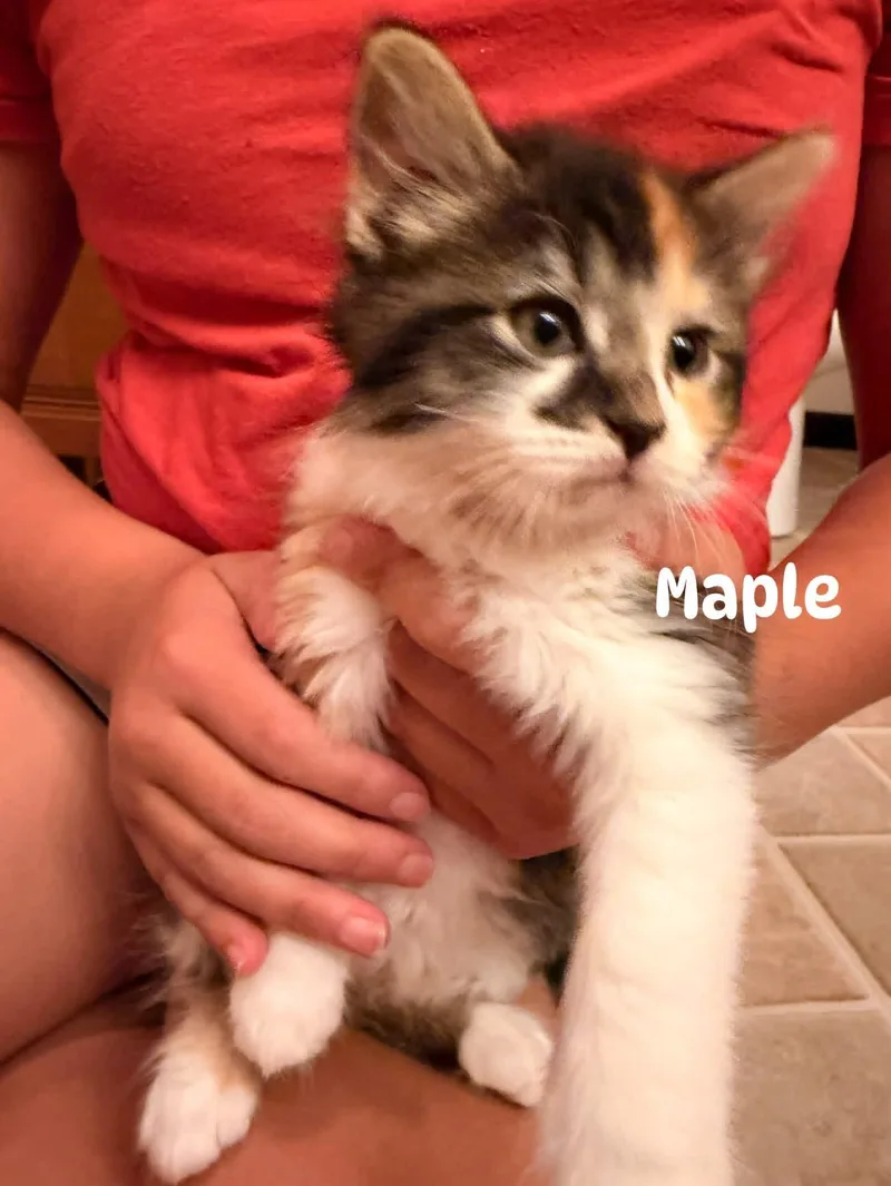 Maple thumbnail 4