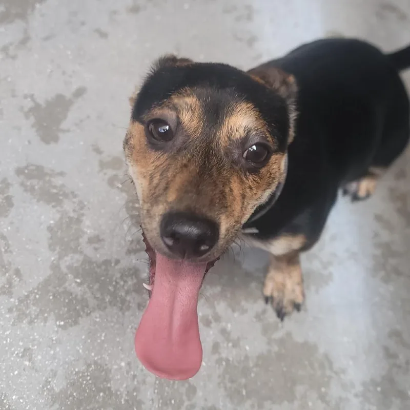 Taz