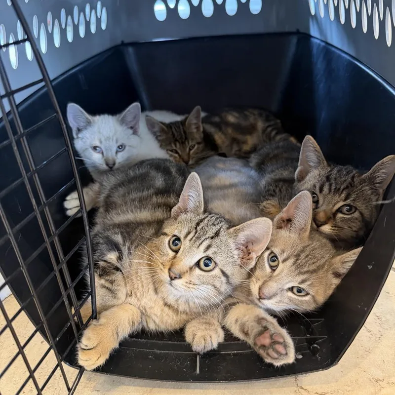 A baby medium-sized male Tabby (Gray / Blue / Silver) Domestic Medium Hair cat named Somoa for adoption in Chattanooga, TN