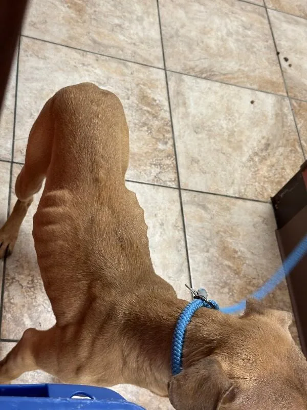 An adult large-sized female Yellow / Tan / Blond / Fawn Mixed Breed dog named Ruby for adoption in Cincinnati, OH
