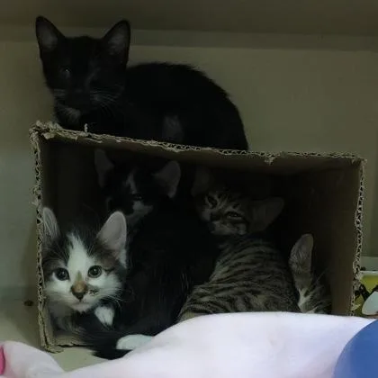 A baby medium-sized female Black & White / Tuxedo Domestic Short Hair cat named Grocery Outlet for adoption in Sacramento, CA