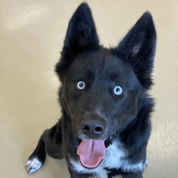 An adult medium-sized female Siberian Husky dog named Jade for adoption in Des Moines, IA