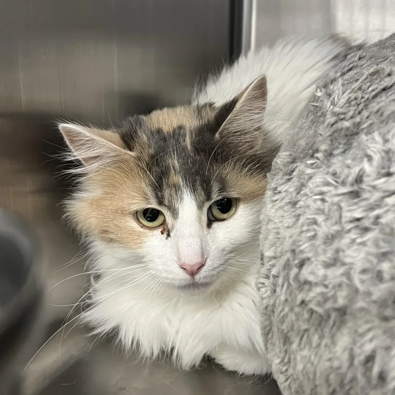 An adult medium-sized female Domestic Long Hair cat named Dixie for adoption in Mount Pleasant, MI