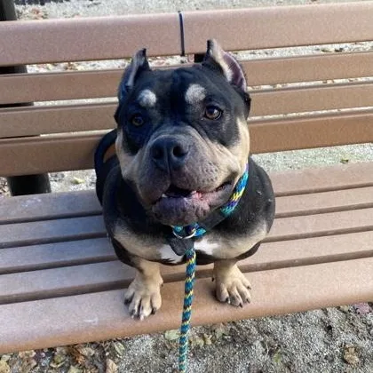 An adult medium-sized male American Bully dog named Leo for adoption in Philadelphia, PA