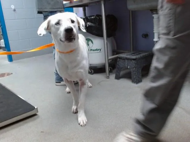 An adult medium-sized male Labrador Retriever dog named Chris for adoption in Albuquerque, NM