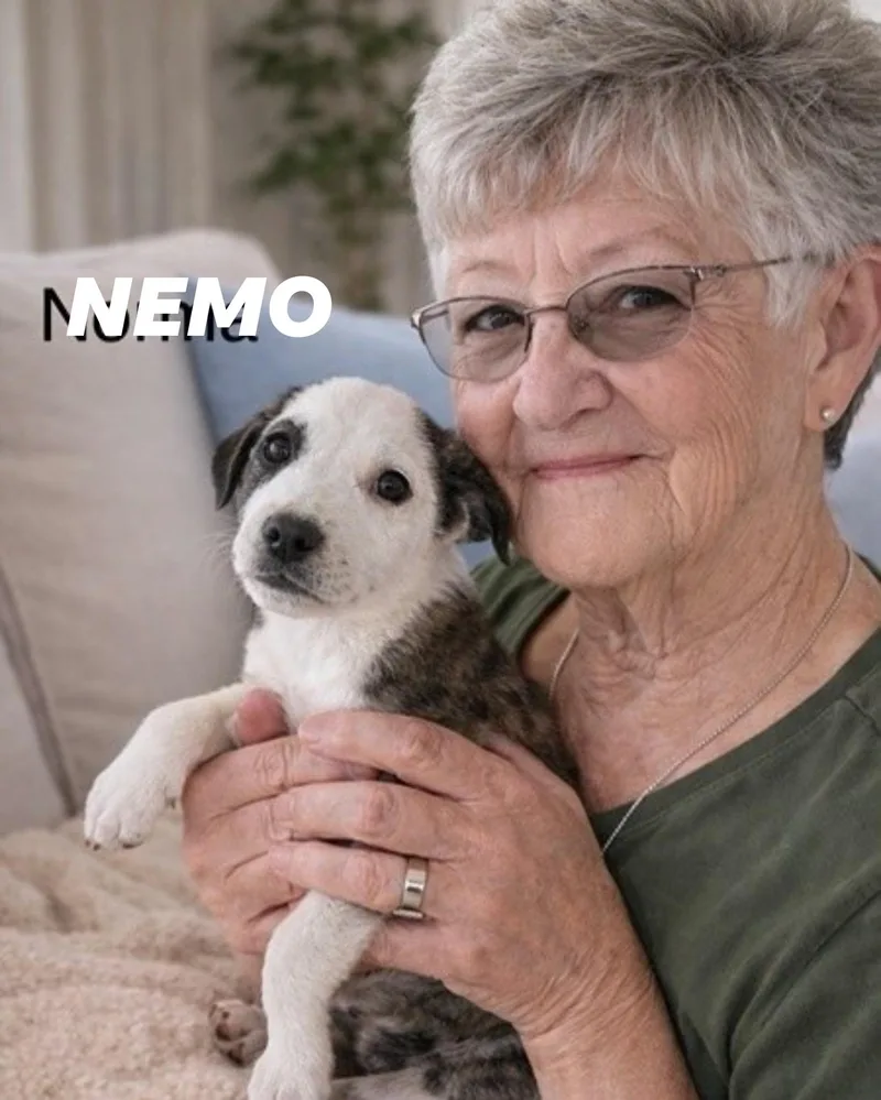 A baby medium-sized male Brindle Australian Shepherd dog named Nemo for adoption in Irving, TX