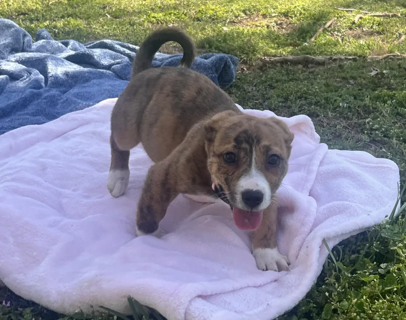 A baby medium-sized female Brown / Chocolate Australian Cattle Dog / Blue Heeler dog named Church for adoption in Medfield, MA