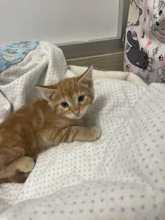 Praline