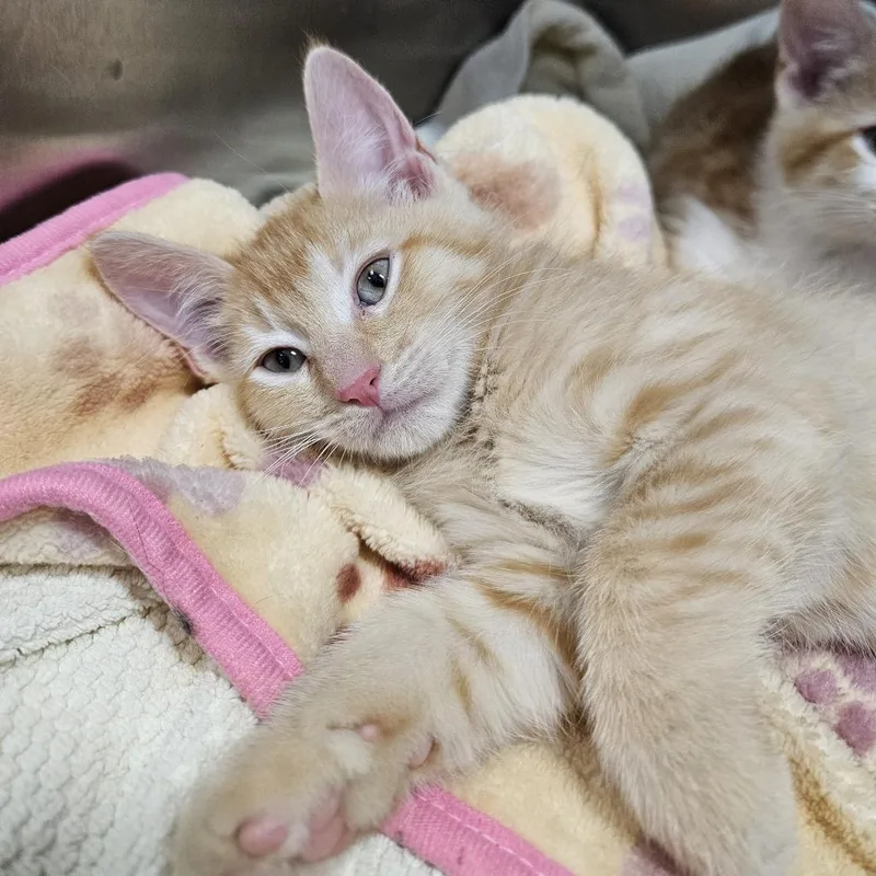 A baby small-sized male Domestic Short Hair cat named Finch for adoption in Port Townsend, WA