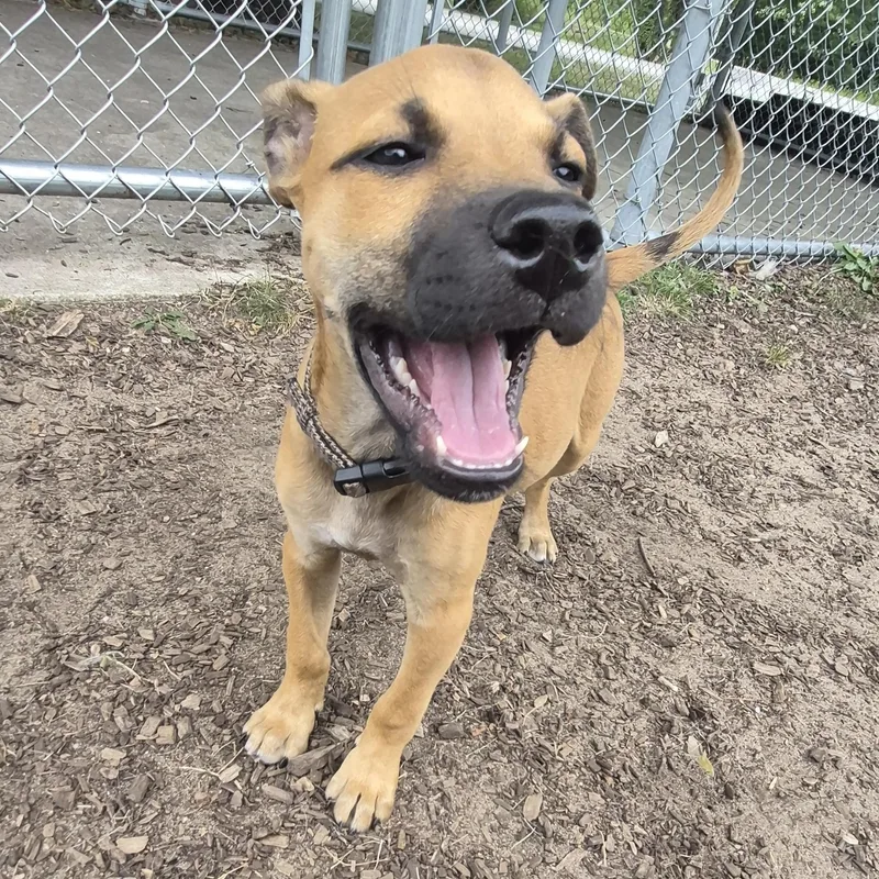 A baby medium-sized male Black Mixed Breed dog named Scooby for adoption in Mount Pleasant, MI
