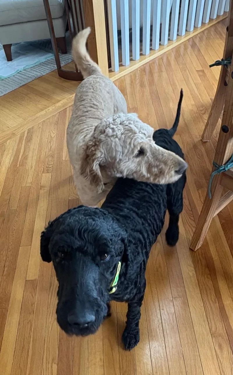 An adult medium-sized male Goldendoodle dog named Andy for adoption in Lacona, NY