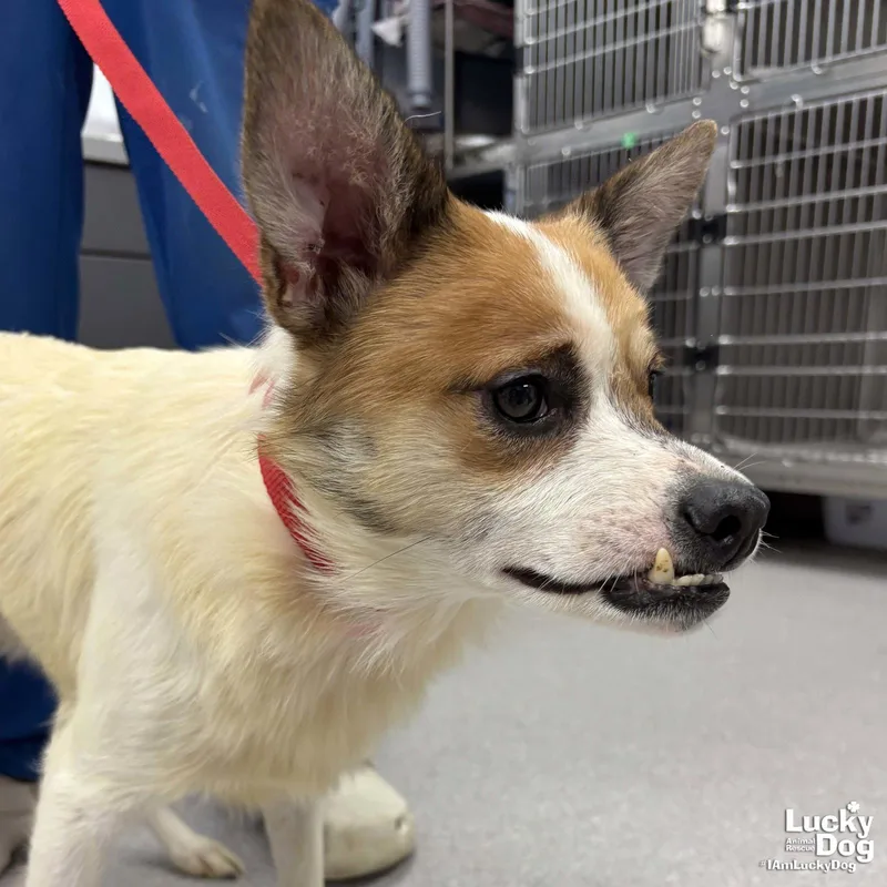 A young small-sized male Shetland Sheepdog / Sheltie dog named Enzo for adoption in Washington, DC