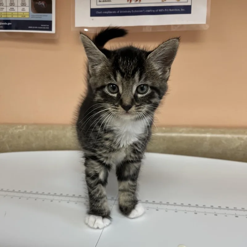 A baby small-sized female Black & White / Tuxedo Domestic Short Hair cat named Rosie for adoption in Hamilton, GA