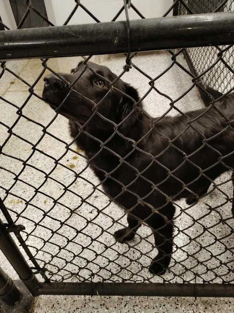 A baby medium-sized male German Shepherd Dog dog named Blackout for adoption in Republic, MO