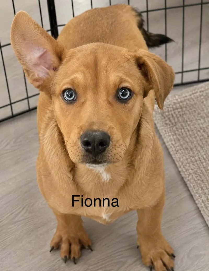 A baby small-sized female Red / Chestnut / Orange Beagle dog named Fionna for adoption in McAllen, TX