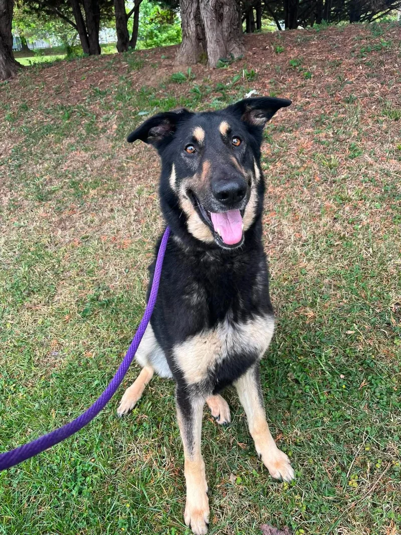 An adult large-sized male German Shepherd Dog dog named Rebel for adoption in Front Royal, VA