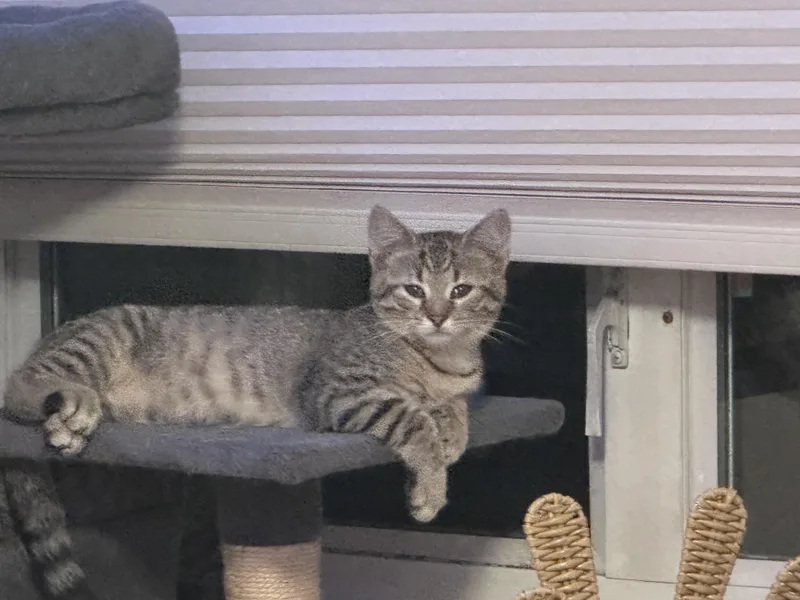 A baby small-sized female Domestic Short Hair cat named Popper for adoption in Bethel Park, PA