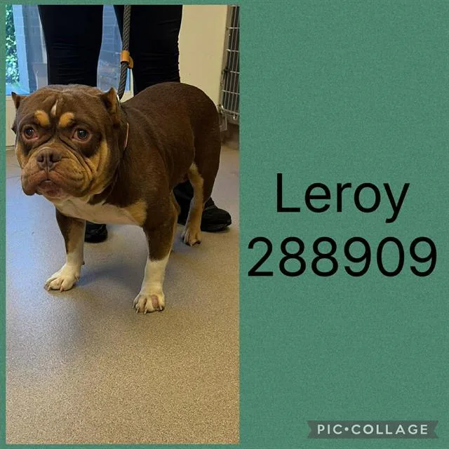An adult medium-sized male Mixed Breed dog named Leroy for adoption in Macon, GA