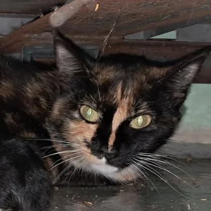 A baby medium-sized female Calico Domestic Medium Hair cat named Kadence for adoption in Valley, AL