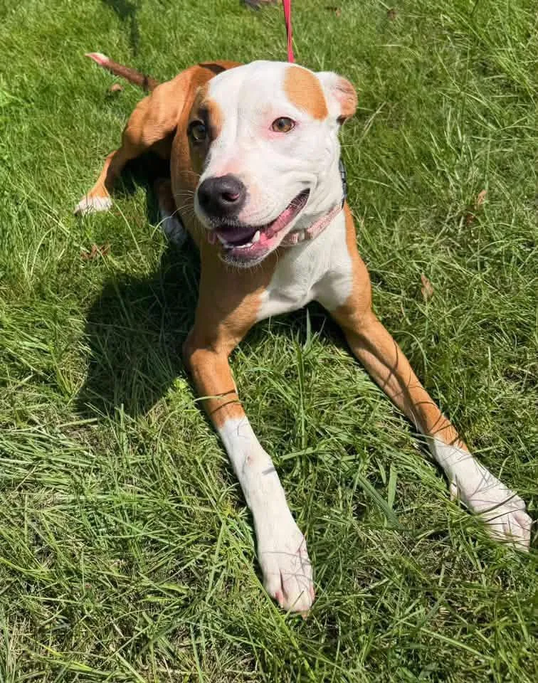 A young medium-sized female Boxer dog named Pancake for adoption in Calera, AL