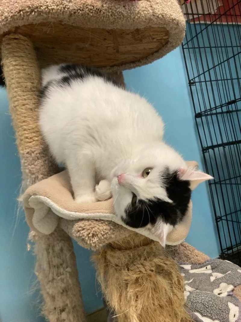 An adult medium-sized female White Domestic Short Hair cat named Piper for adoption in Cincinnati, OH