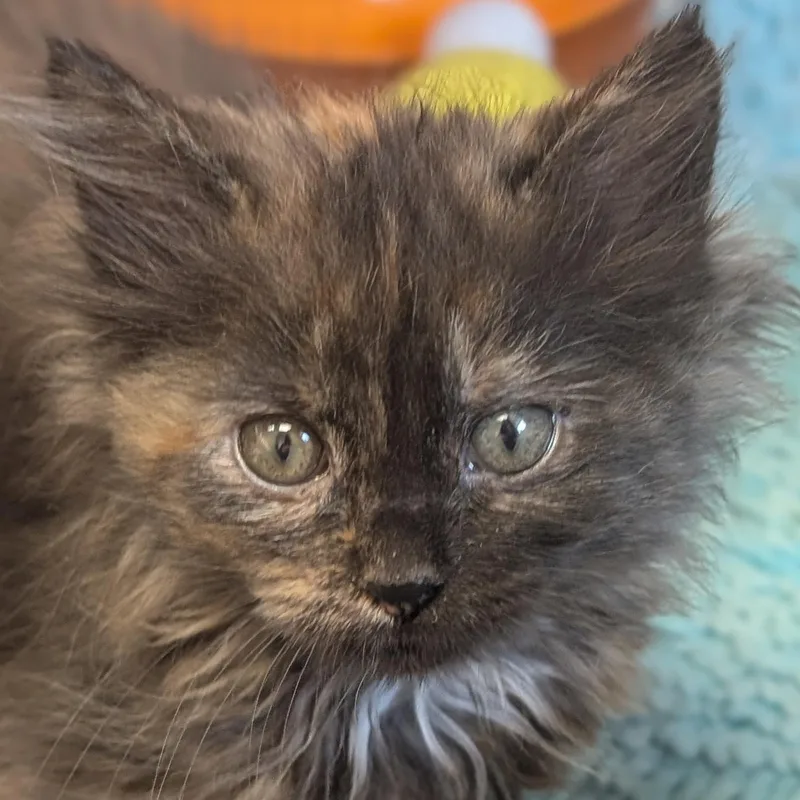 A baby medium-sized female Tortoiseshell Domestic Medium Hair cat named Triceratops for adoption in Jefferson, WI