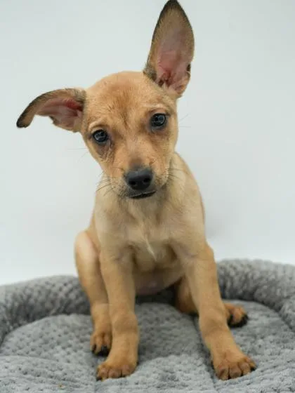 An adult small-sized female Chihuahua dog named Delilah for adoption in Bridgewater, NJ