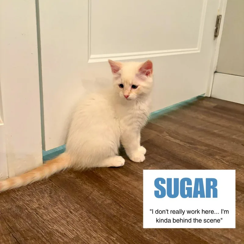A baby medium-sized male Flame Point Domestic Short Hair cat named Sugar Swenson for adoption in Eagle Mountain, UT