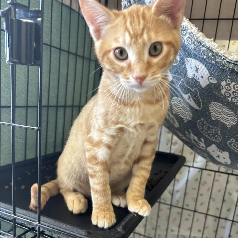 A baby small-sized male Orange / Red Domestic Short Hair cat named Binger for adoption in Webster, TX