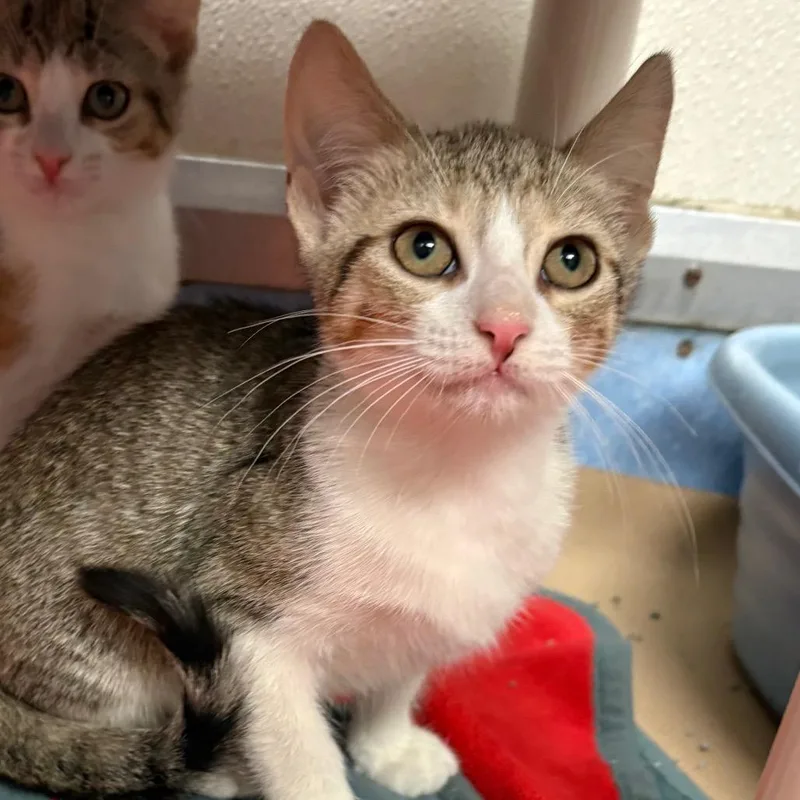 A baby small-sized female Brown / Chocolate Domestic Short Hair cat named Sky for adoption in Wantagh, NY