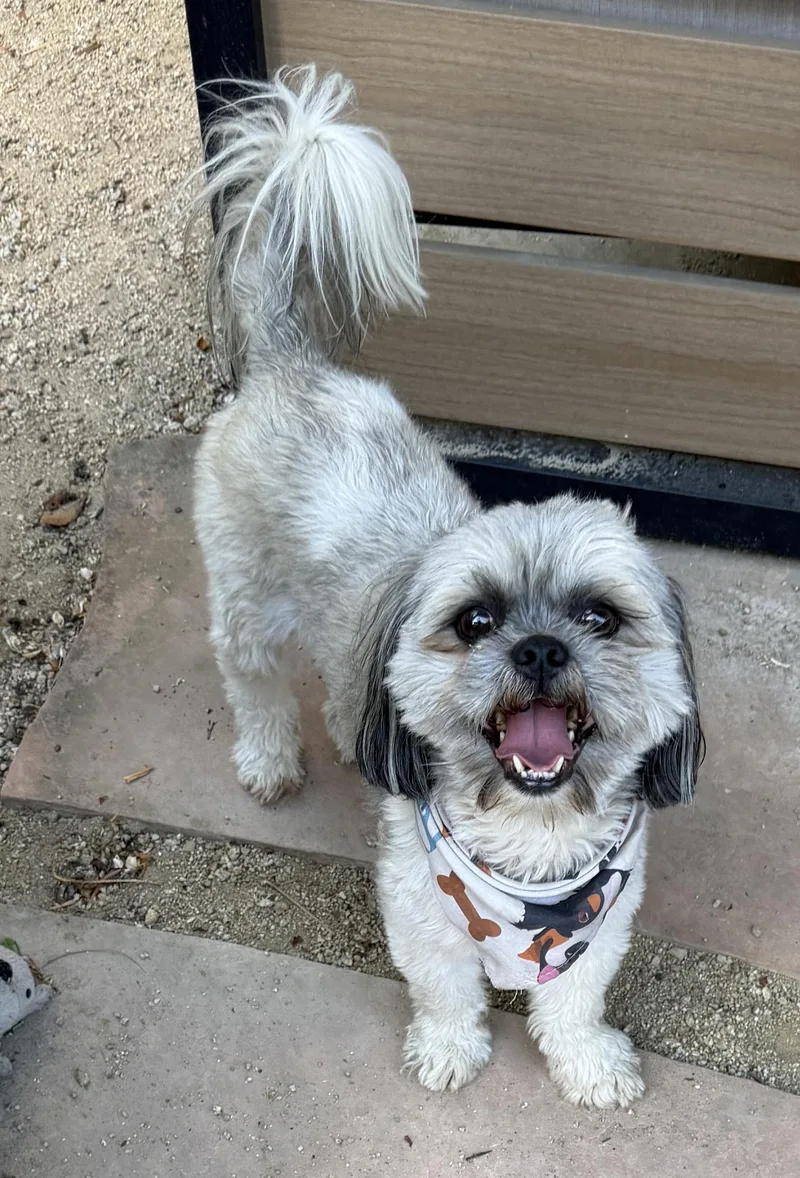 An adult small-sized male White / Cream Shih Tzu dog named Brownie for adoption in Elk Grove, CA