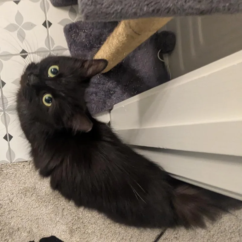An adult medium-sized female Black Domestic Long Hair cat named Miles for adoption in PITTSBURGH, PA