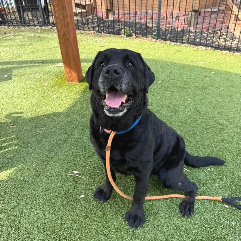 A senior large-sized male Black Labrador Retriever dog named Bear for adoption in Saint Louis, MO