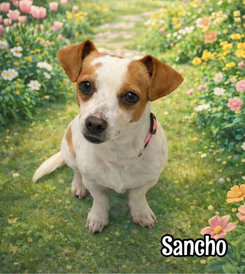 Sancho thumbnail 5