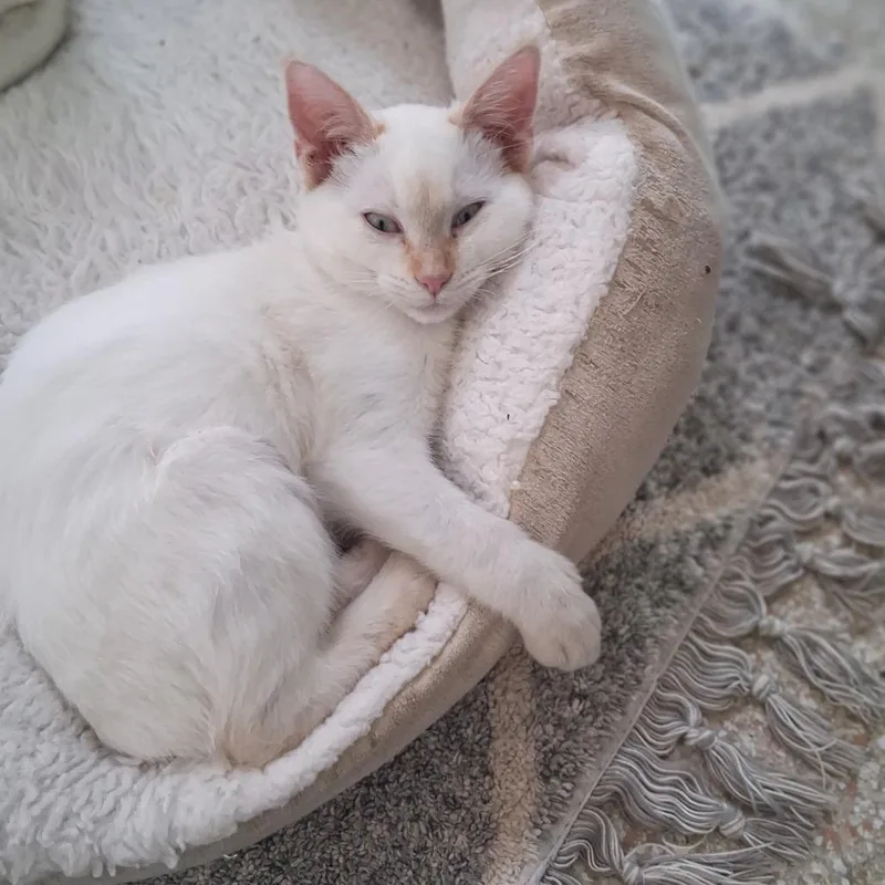 Blizzard thumbnail 3