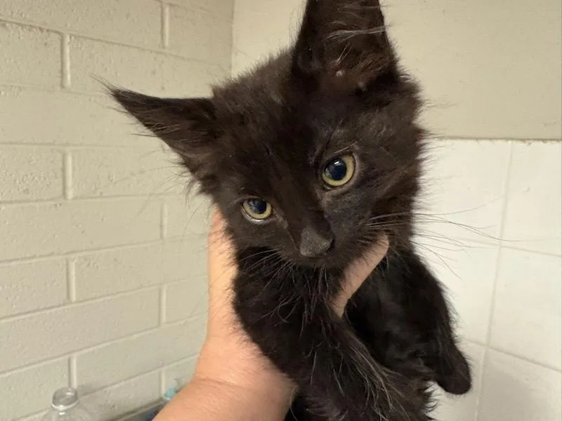 A baby small-sized male Domestic Short Hair cat named Fettuccine for adoption in Chatsworth, CA