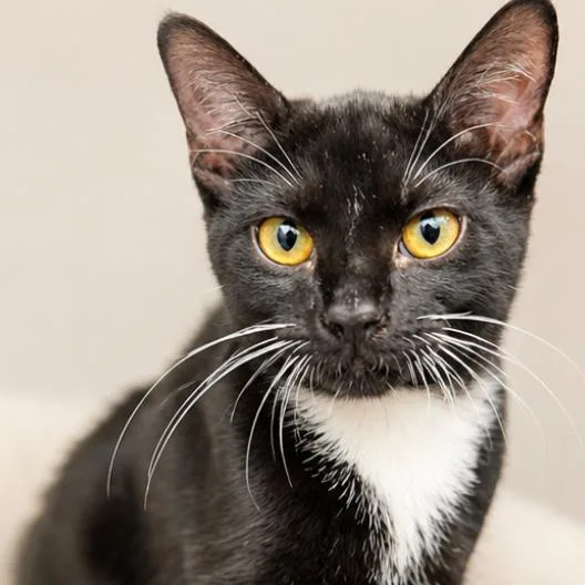 A baby small-sized male Black Domestic Short Hair cat named Gingko for adoption in Pacific Palisades, CA