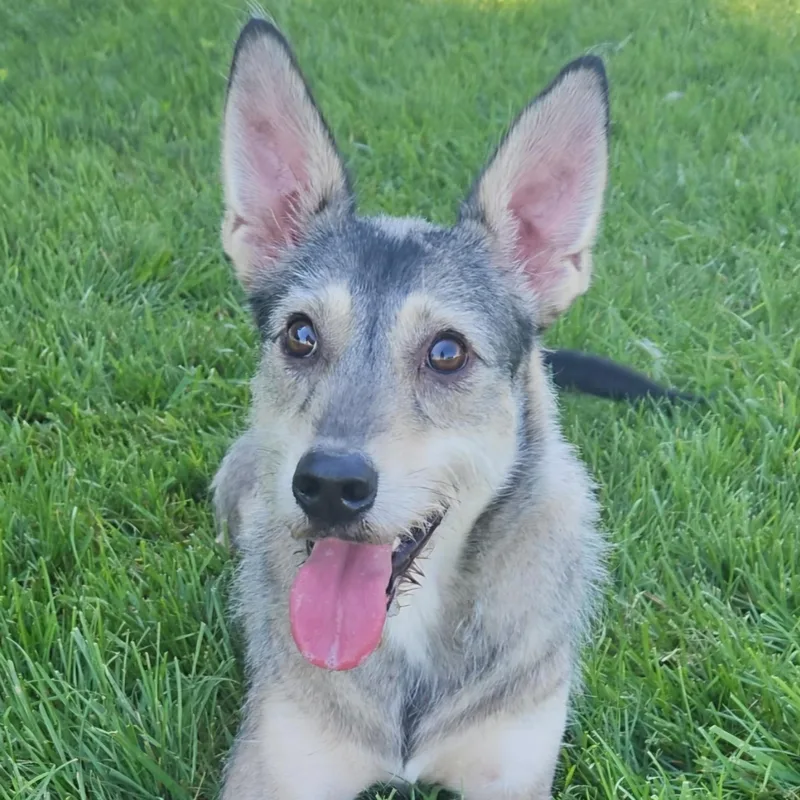 An adult medium-sized male Schnauzer dog named Cosmo for adoption in Normal, IL