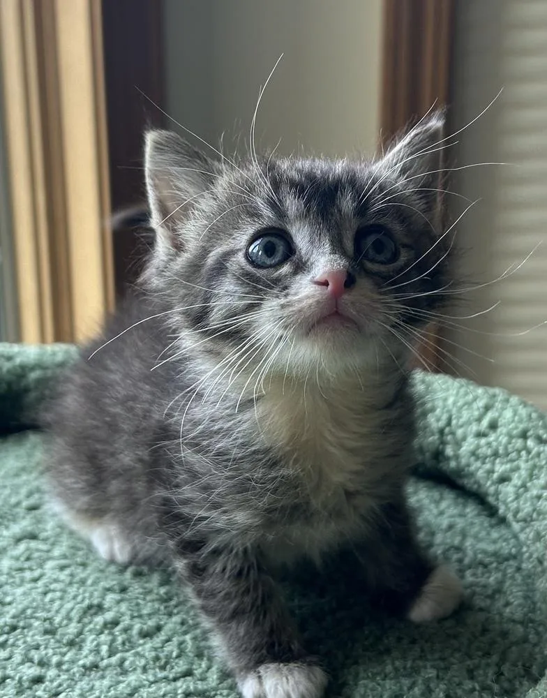 A baby medium-sized male Tabby (Brown / Chocolate) Domestic Short Hair cat named Sour Patch Kid for adoption in Clinton Township, MI