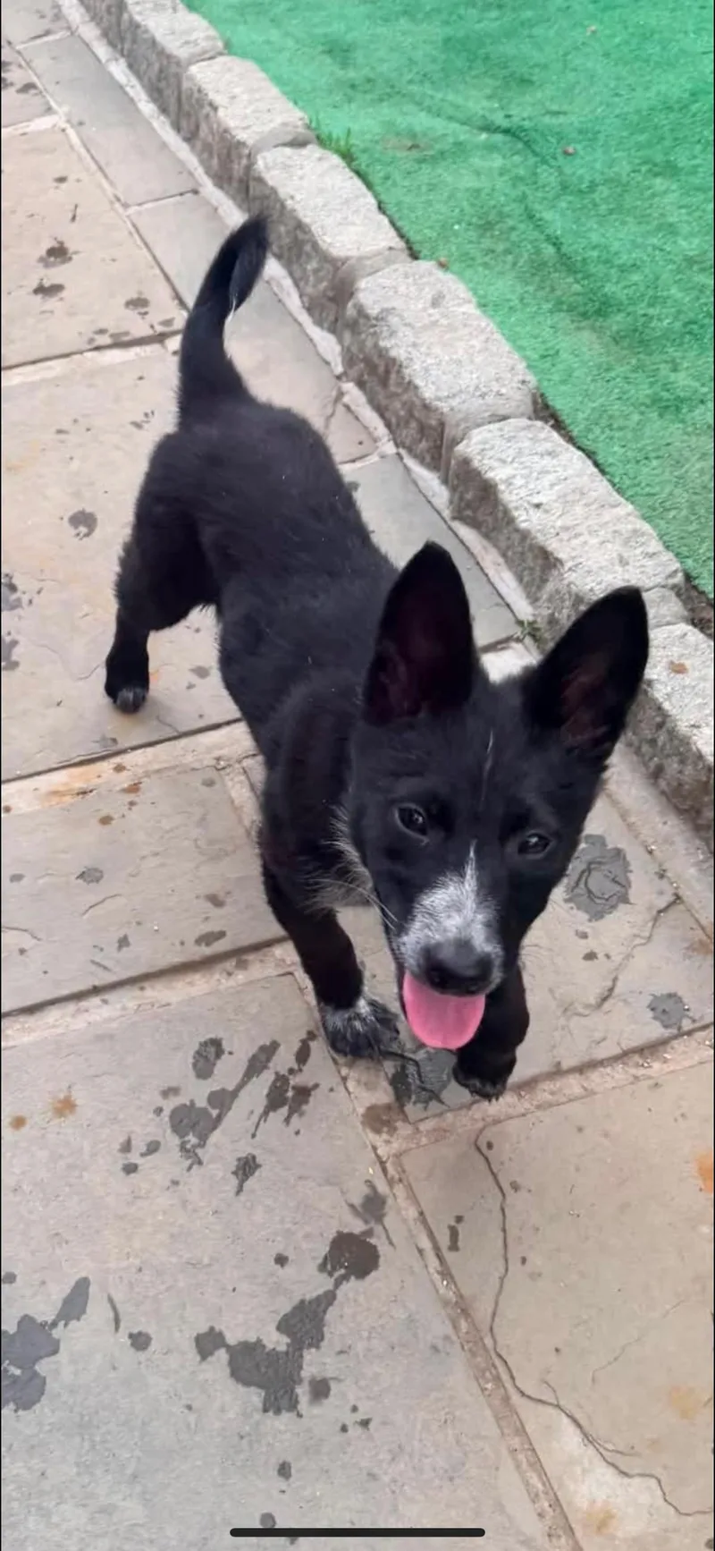 A baby medium-sized female Black Border Collie dog named Lucy for adoption in Pleasant Valley, NY