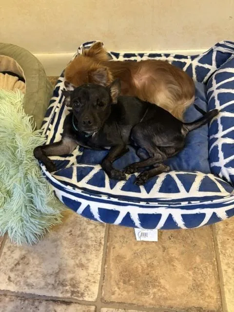 An adult small-sized male Miniature Pinscher dog named Winky for adoption in Huntington, NY
