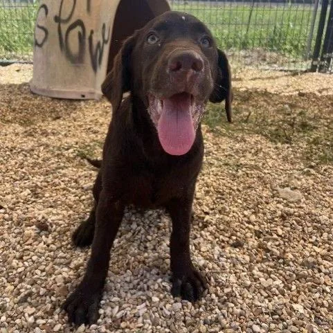 A baby medium-sized male Brown / Chocolate Mixed Breed dog named Johnny Cash for adoption in Buffalo, MN