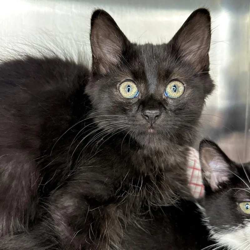 A baby small-sized male Black Domestic Medium Hair cat named Nikolai for adoption in Matteson, IL