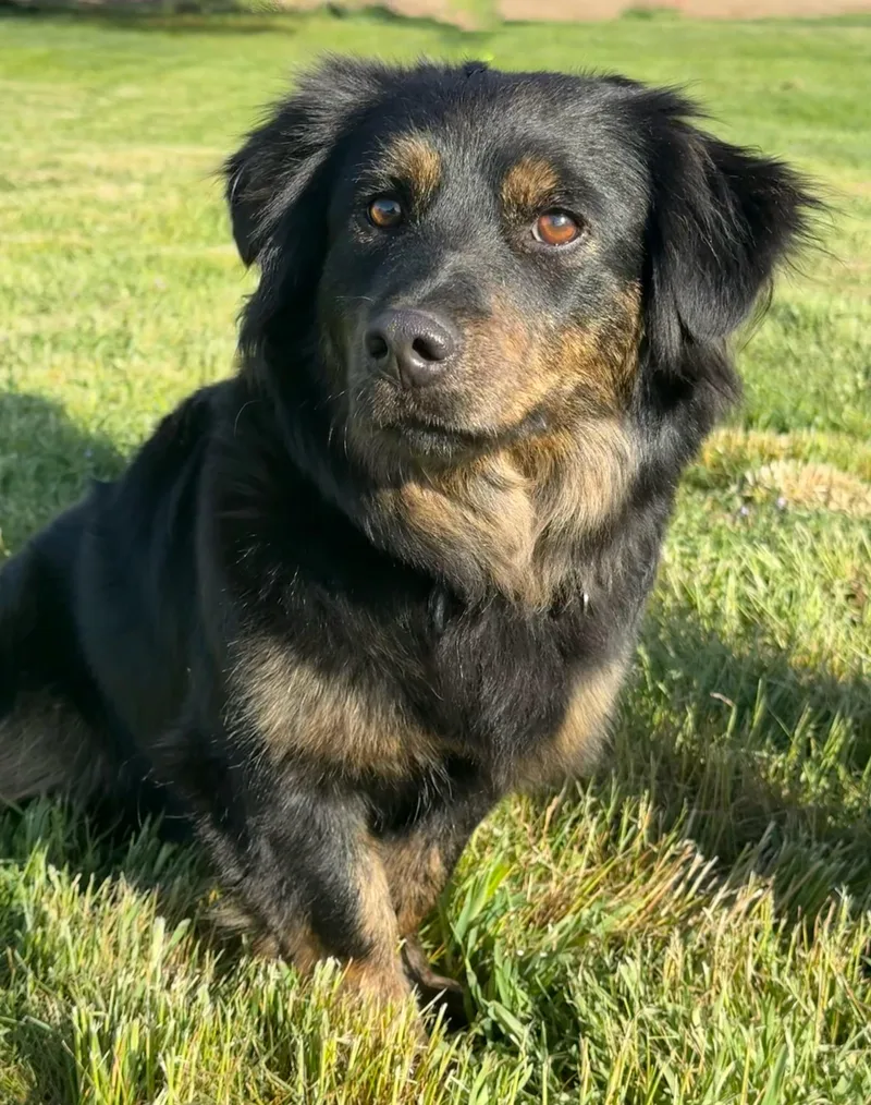 A young medium-sized female German Shepherd Dog dog named Mishka for adoption in Twin Falls, ID